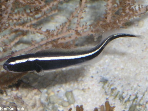 Pholidichthys leucotaenia, Weissstreifen Aalgrundel
