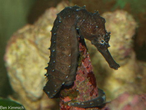 Hippocampus comes, Seepferdchen