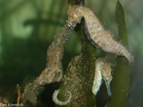 Hippocampus barbouri, Seepferdchen