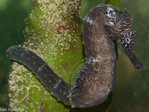 Hippocampus comes, Seepferdchen