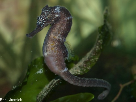 Hippocampus comes, Seepferdchen