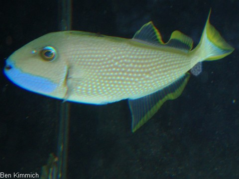 Xanthichthys auromarginatus, Blaukehl - Drcker