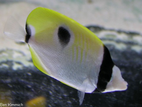 Chaetodon unimaculatus, Tr nentropfen-Falterfisch
