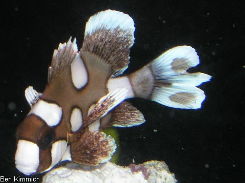 Plectorhinchus chaetodonoides, Harlekin-Slippe