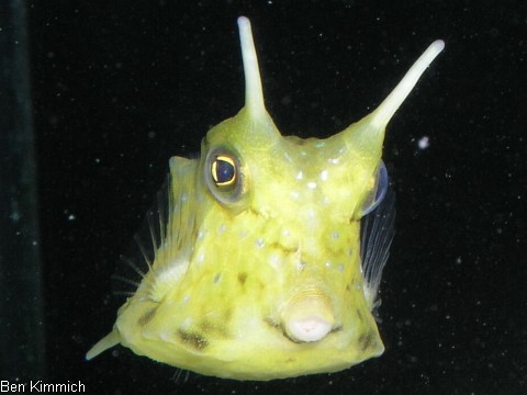 Lactoria cornuta, geh rnter Kuhkofferfisch