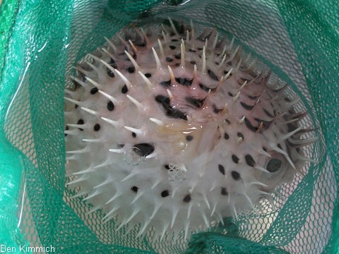Diodon hystrix, Gepunkteter Igelfisch