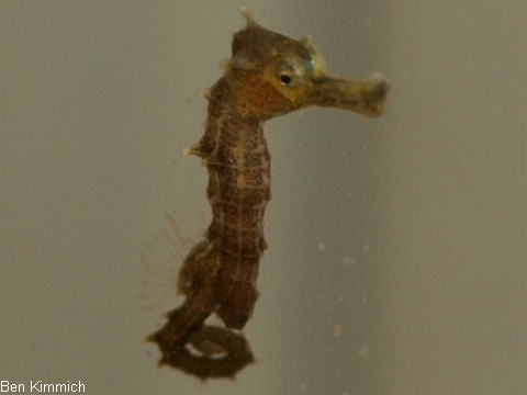 Hippocampus comes, Seepferdchen Tag 9