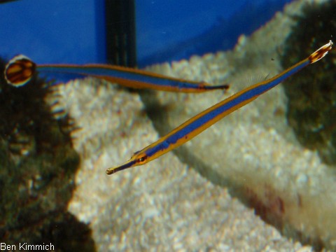 Doryrhamphus excisus, Blaustreifen-Seenadel