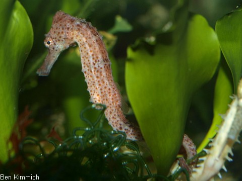Hippocampus reidi, Langschnuziges Seepferdchen