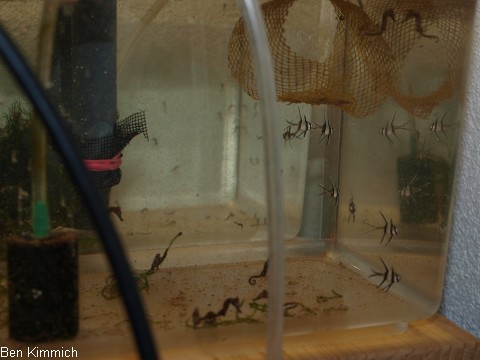 Aufzuchtbecken fr Jungfische