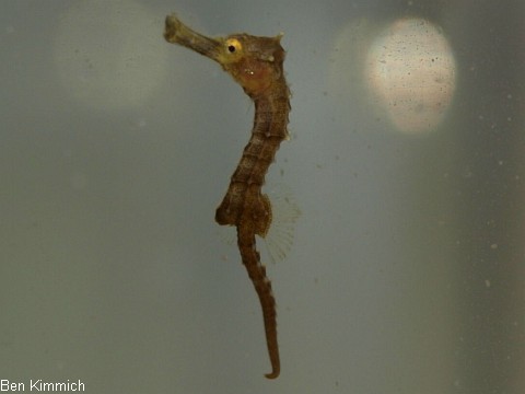 Hippocampus comes, Tigerschwanz Seepferdchen Tag 12