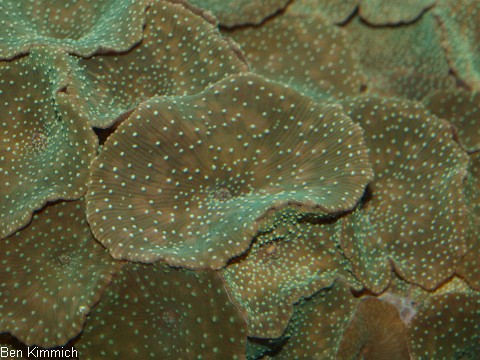 Discosoma sp. 24 - Scheibenanemone grn