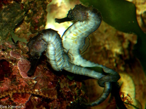 Hippocampus comes, Seepferdchen beim Balzen