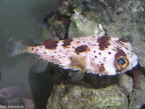 Diodon hystrix, Gepunkteter Igelfisch