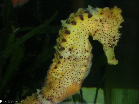 Hippocampus reidi, Langschnuziges Seepferdchen