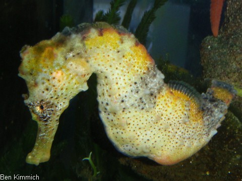 Hippocampus reidi, Langschnuziges Seepferdchen