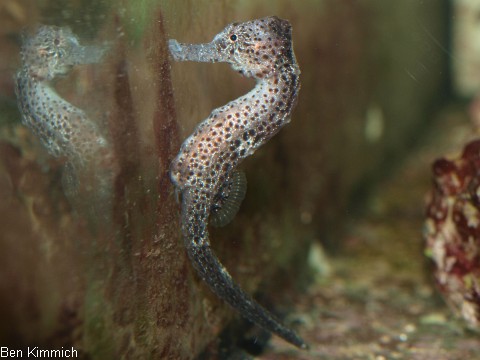 Hippocampus reidi, Langschnuziges Seepferdchen