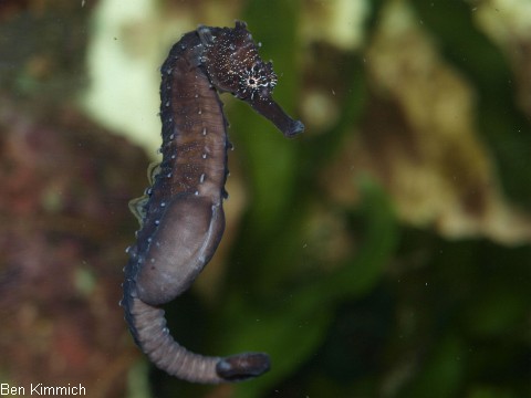 Hippocampus comes, Tigerschwanz Seepferdchen hochschwangeres Mnnchen