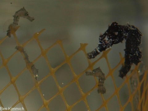 Hippocampus comes, Tigerschwanz Seepferdchen Tag 1 und Tag 33
