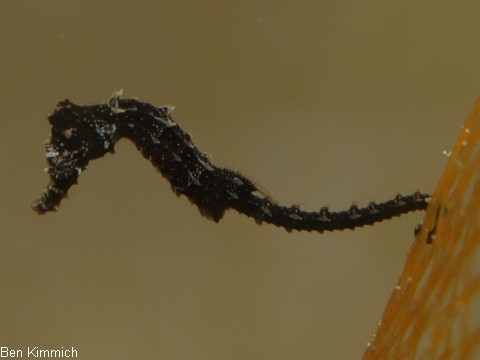 Hippocampus comes, Tigerschwanz Seepferdchen Tag 33