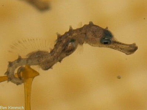Hippocampus comes, Tigerschwanz Seepferdchen Tag 1