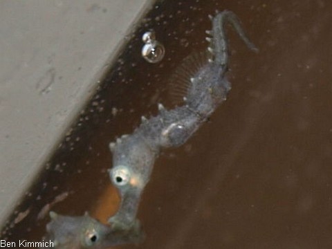 Hippocampus comes, Tigerschwanz Seepferdchen Tag 1 mit Luftblase im Krper