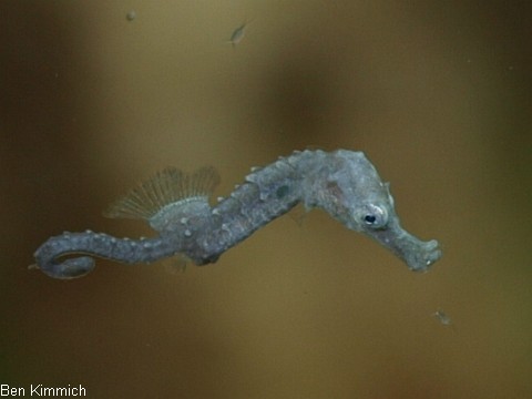 Hippocampus barbouri, Seepferdchen Tag 1