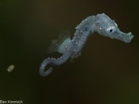 Hippocampus barbouri, Seepferdchen Tag 1