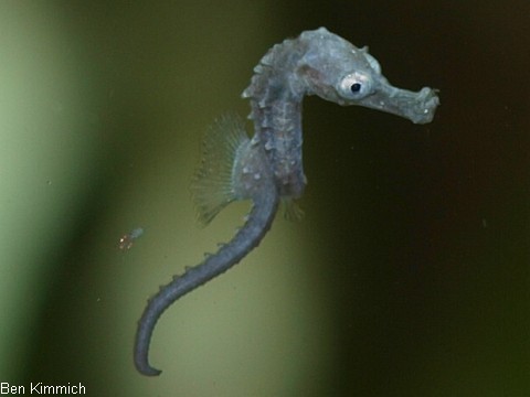 Hippocampus barbouri, Seepferdchen Tag 1