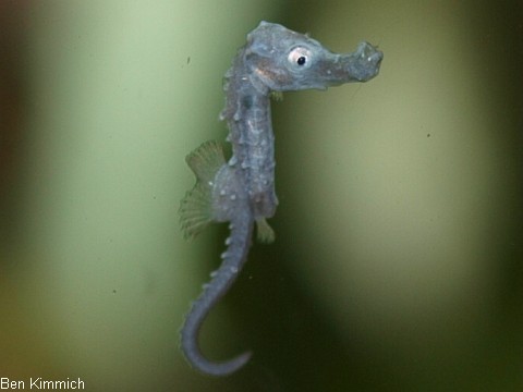 Hippocampus barbouri, Seepferdchen Tag 1