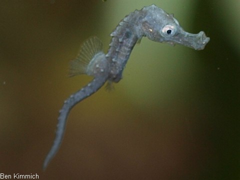 Hippocampus barbouri, Seepferdchen Tag 1