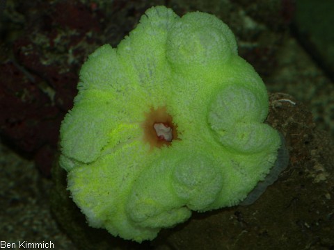Stichodactyla haddoni, Teppichanemone