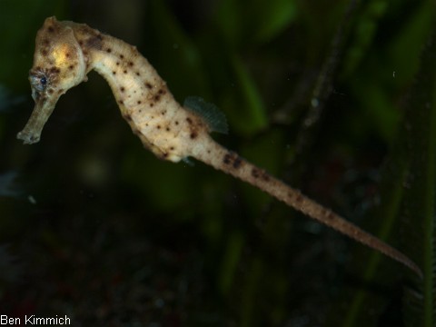 Hippocampus kuda, Seepferdchen