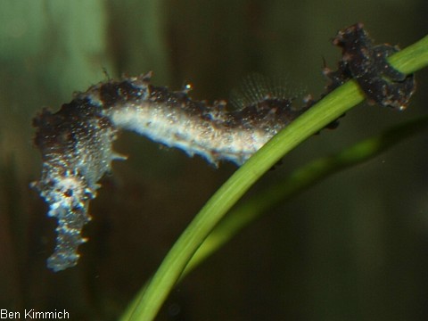 Hippocampus comes, Tigerschwanz Seepferdchen 2 Monate