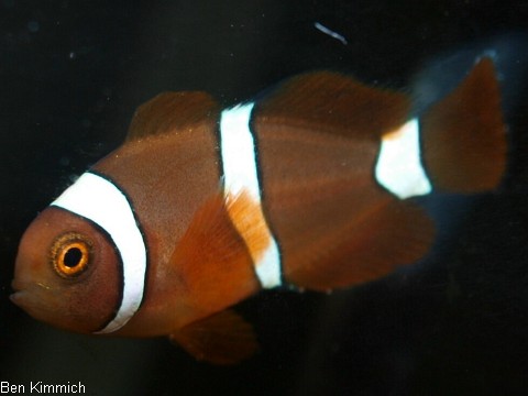 Premnas biaculeatus 2, Samtanemonenfisch Tag 42
