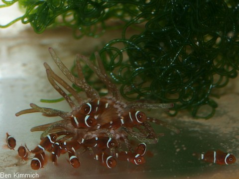 Premnas biaculeatus 2, Samtanemonenfisch Tag 42