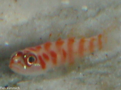 Trimma cana, Grundel