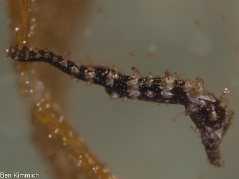 Hippocampus barbouri, Seepferdchen Tag 17