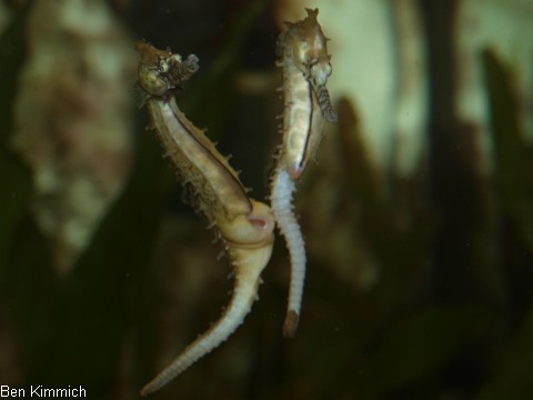 Hippocampus barbouri, Seepferdchen Mnnchen bereit zur Eiaufnahme