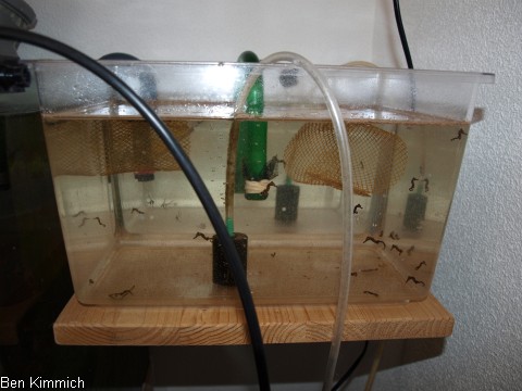 Aufzuchtbecken fr Jungfische
