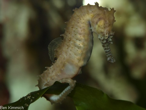 Hippocampus barbouri, Seepferdchen