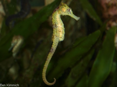 Hippocampus reidi, Langschnuziges Seepferdchen