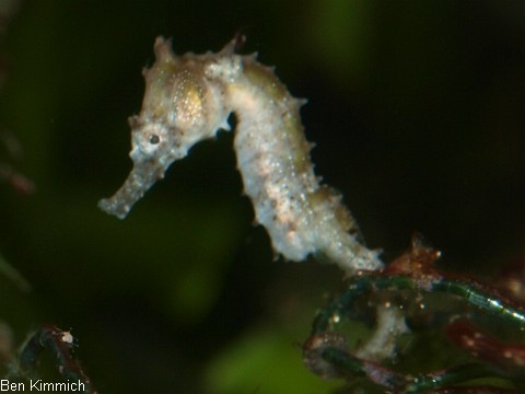 Hippocampus barbouri, Seepferdchen Tag 30