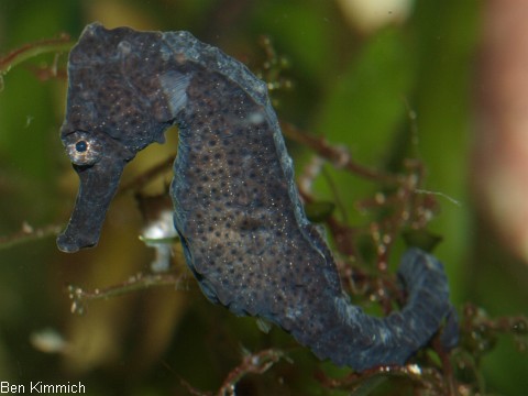 Hippocampus kuda, Seepferdchen
