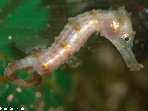 Hippocampus reidi, Langschnuziges Seepferdchen
