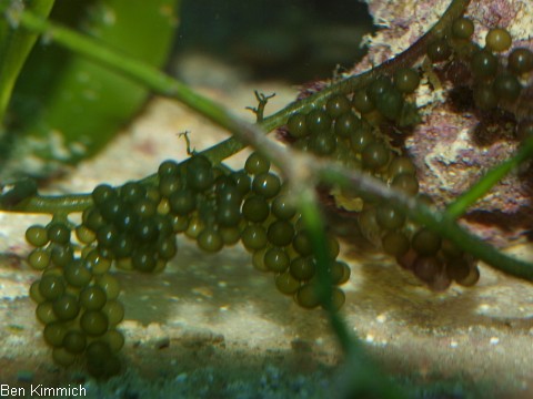 Caulerpa racemosa, Kriechsprossalge