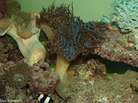 Macrodactyla doreensis, Langtentakelanemone