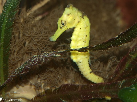 Hippocampus kuda, Seepferdchen