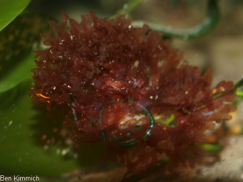 Gracilaria curtissae, Rotalge
