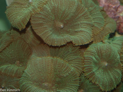 , Scheibenanemone